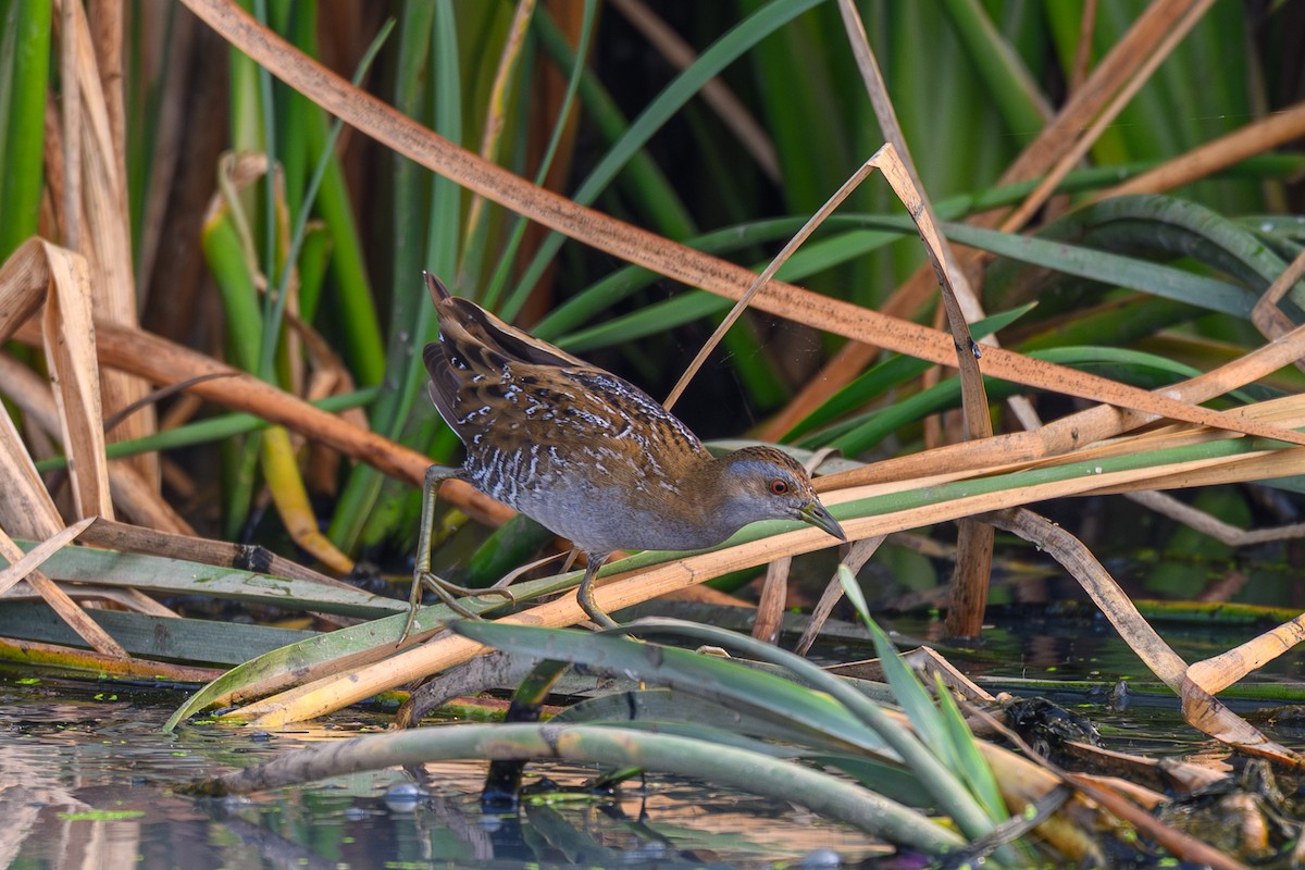 Uroilanda txikia - ML652128082