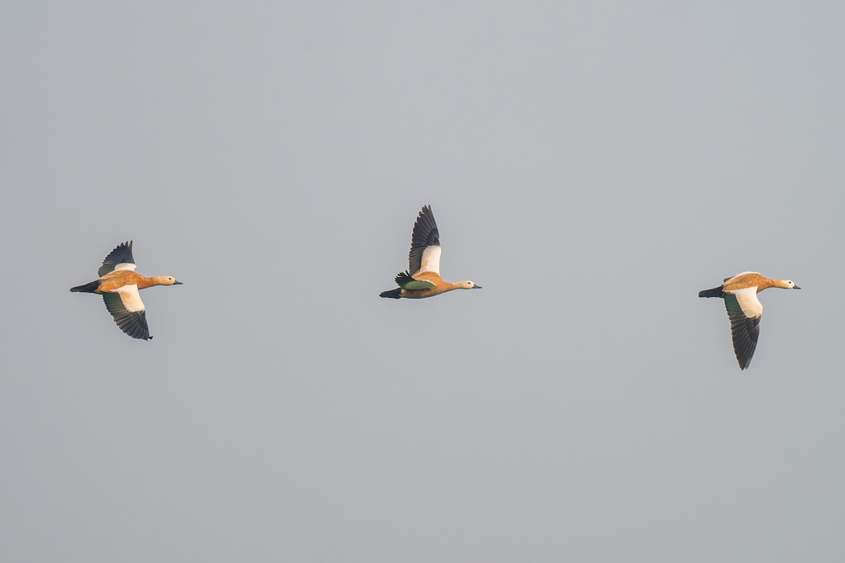 Paita gorrizta - ML652128085