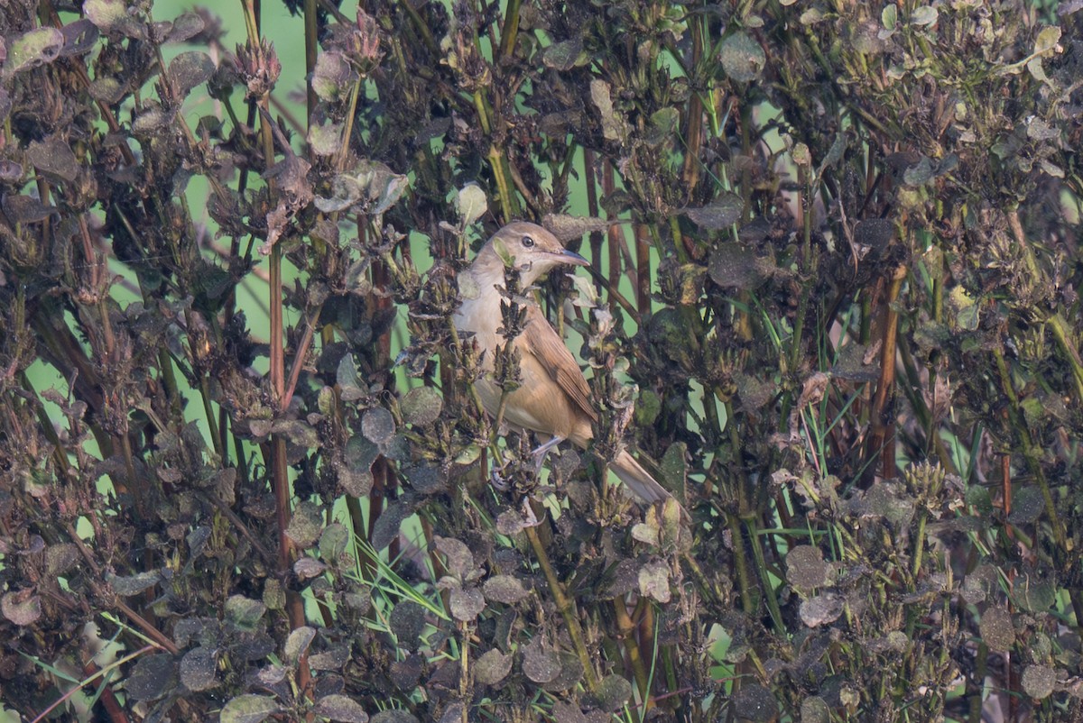 Lezkari zalapartaria - ML652128093