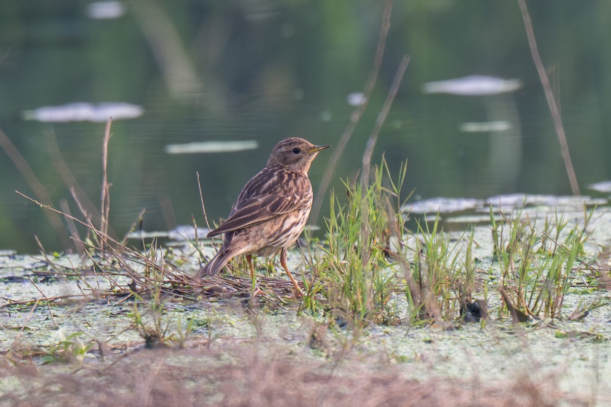 Txirta lepagorria - ML652128102