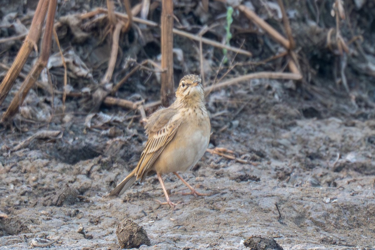 Landa-txirta - ML652128124