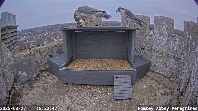 Falco pellegrino - ML652128216