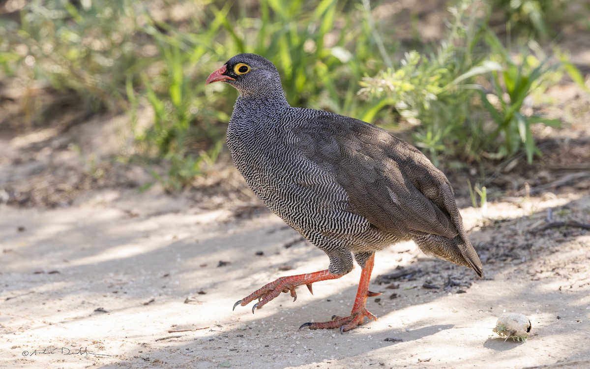 サザナミシャコ - ML652128285