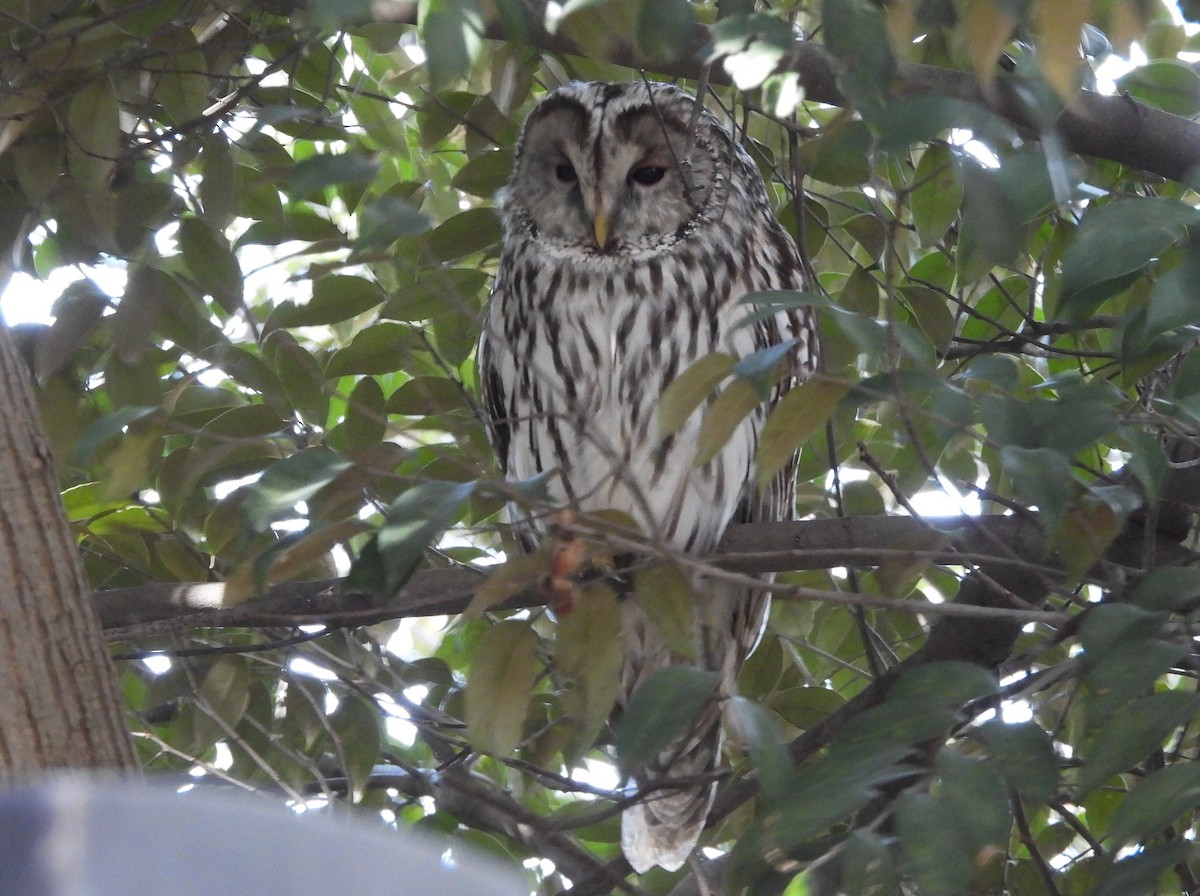 Habichtskauz - ML652128637