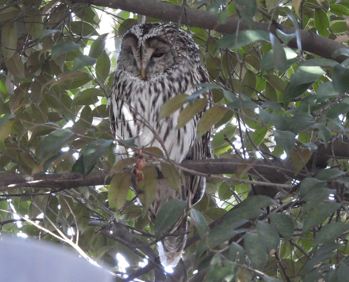 Habichtskauz - ML652128638