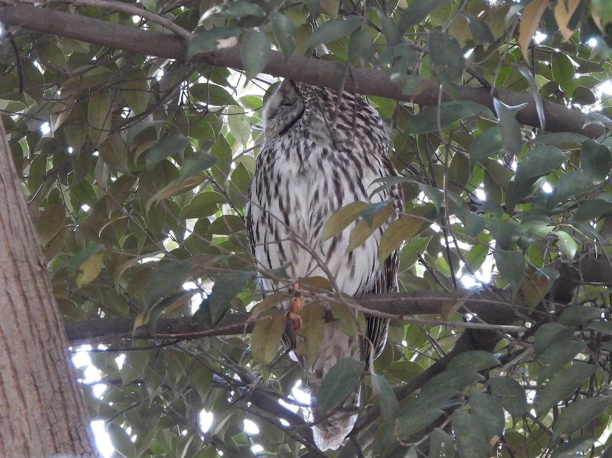 Habichtskauz - ML652128639