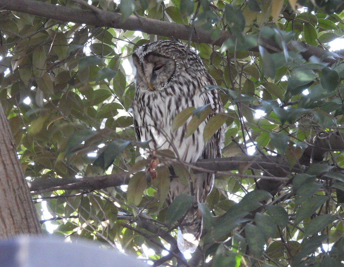 Habichtskauz - ML652128640