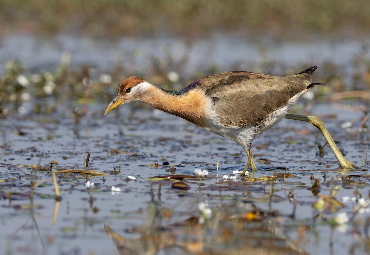 bronsebladhøne - ML652128723