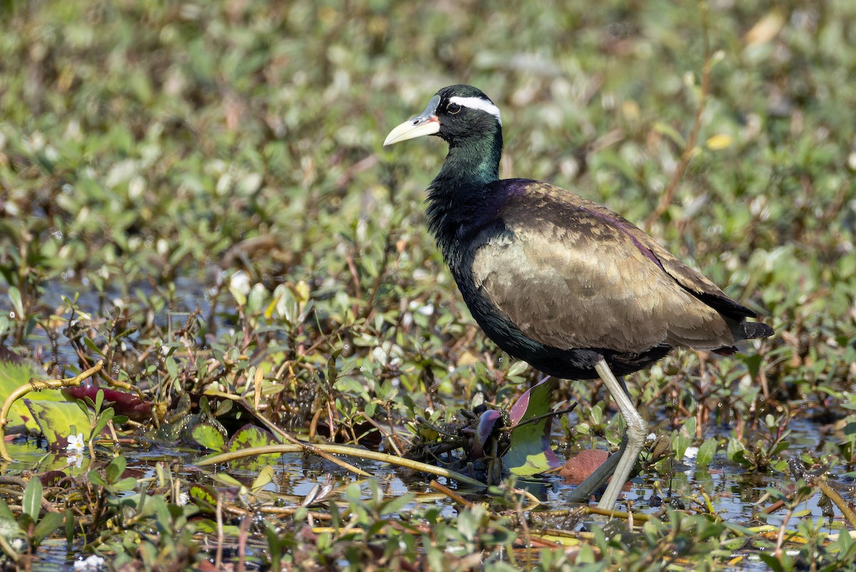 bronsebladhøne - ML652128730