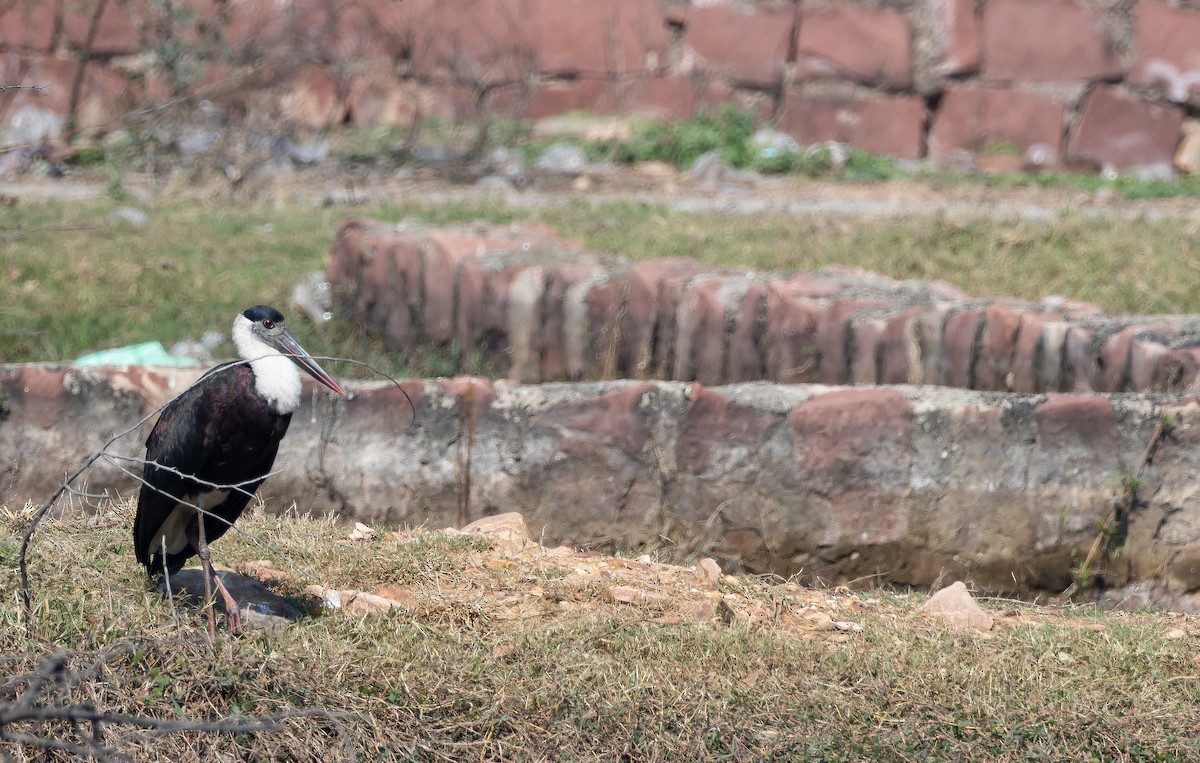 Cigüeña Lanuda Asiática - ML652128791