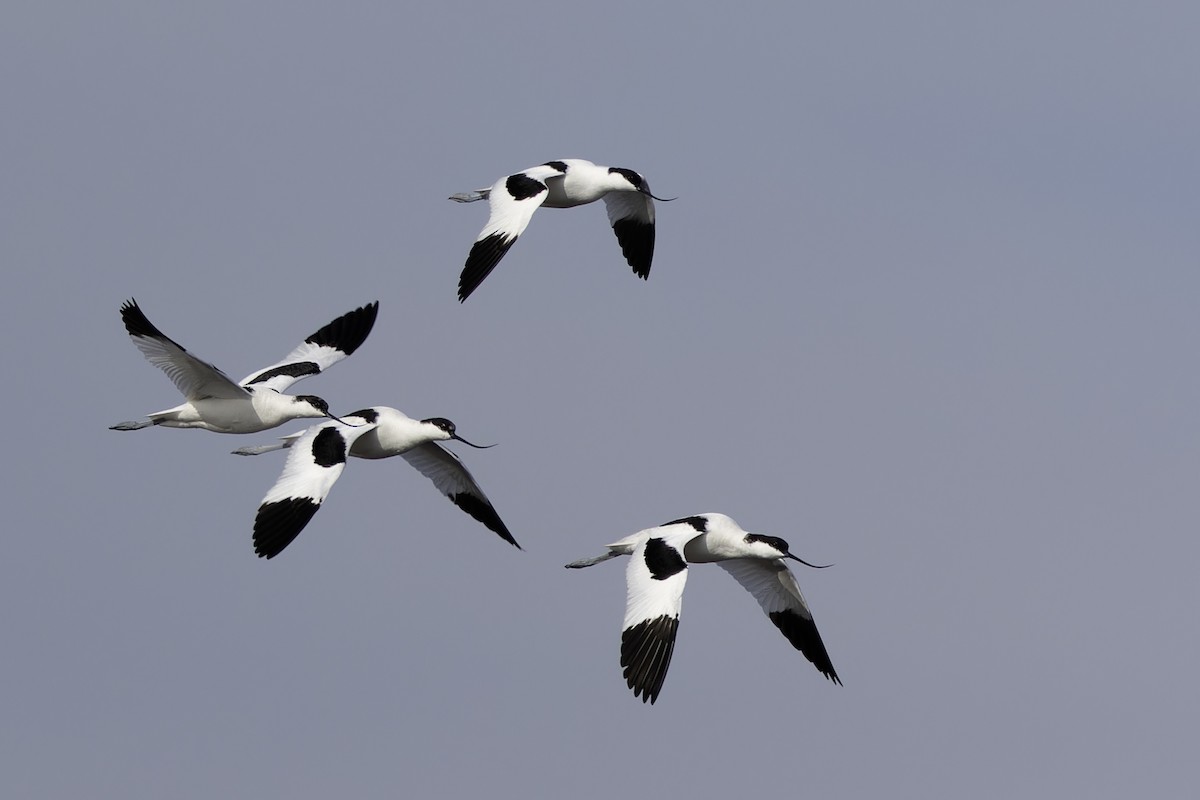 Abozeta kaskabeltza - ML652128801