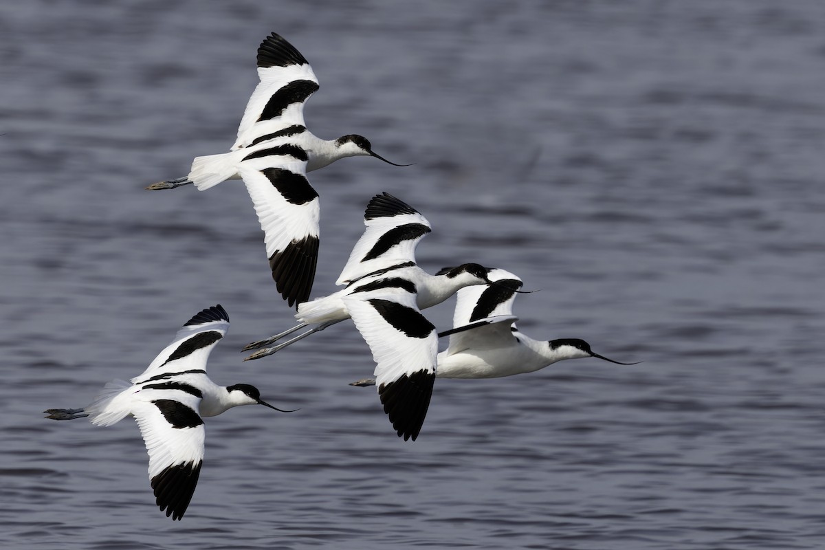 Abozeta kaskabeltza - ML652128804