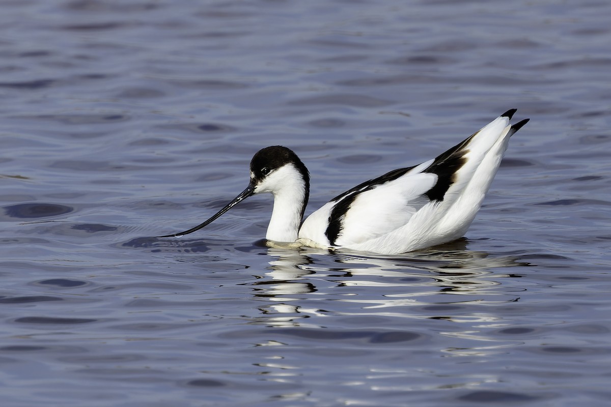 Abozeta kaskabeltza - ML652128805