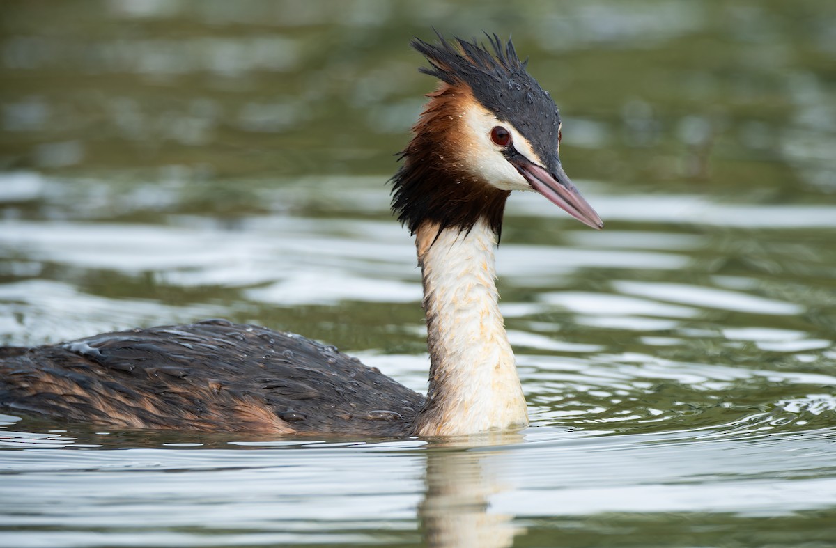 Somormujo Lavanco - ML652128813