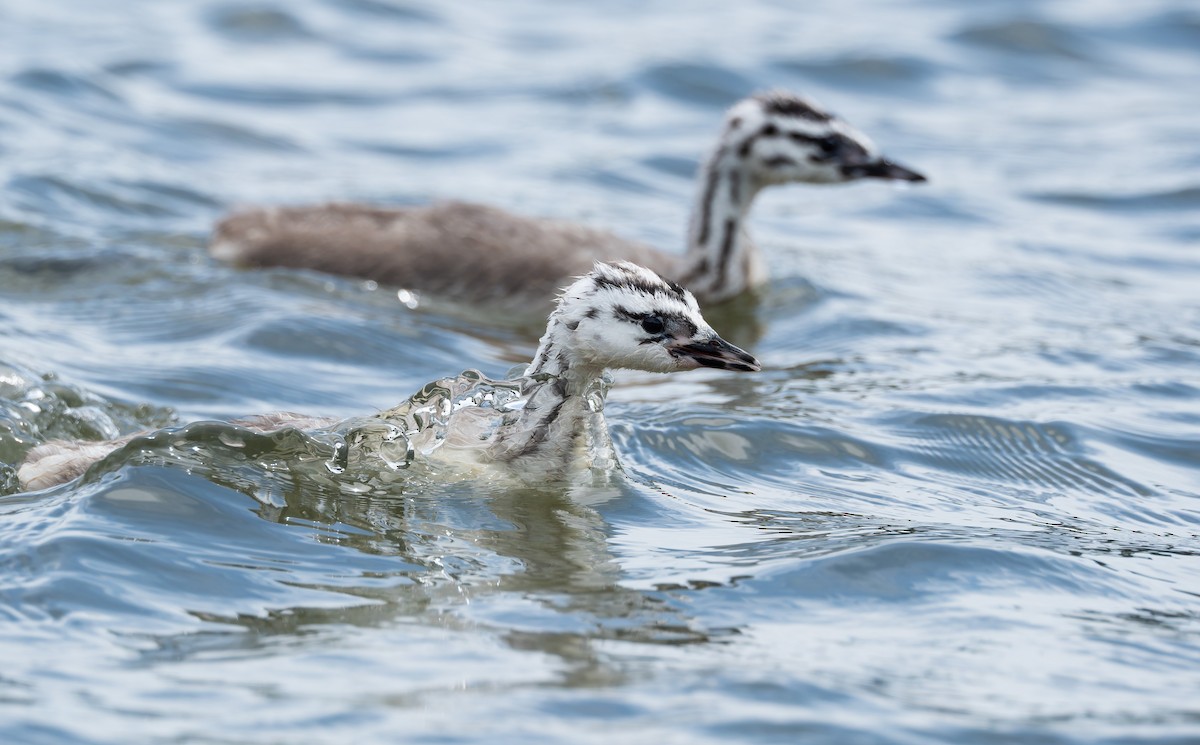 Somormujo Lavanco - ML652128817