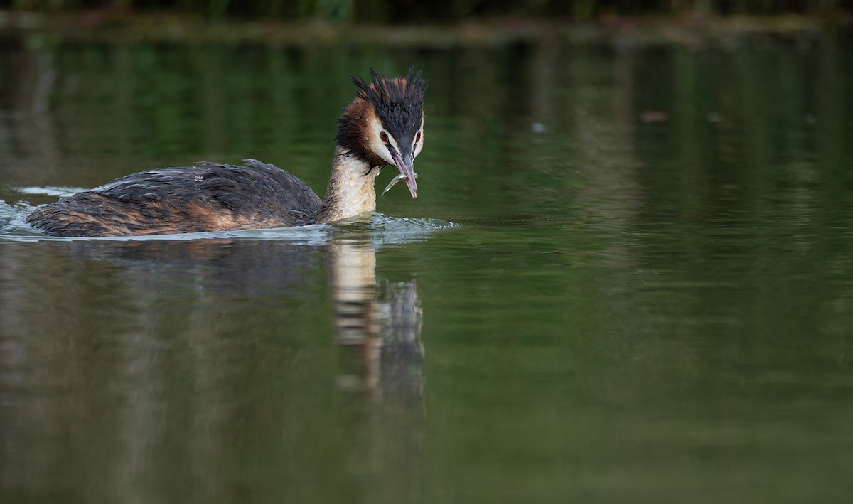 Somormujo Lavanco - ML652128822