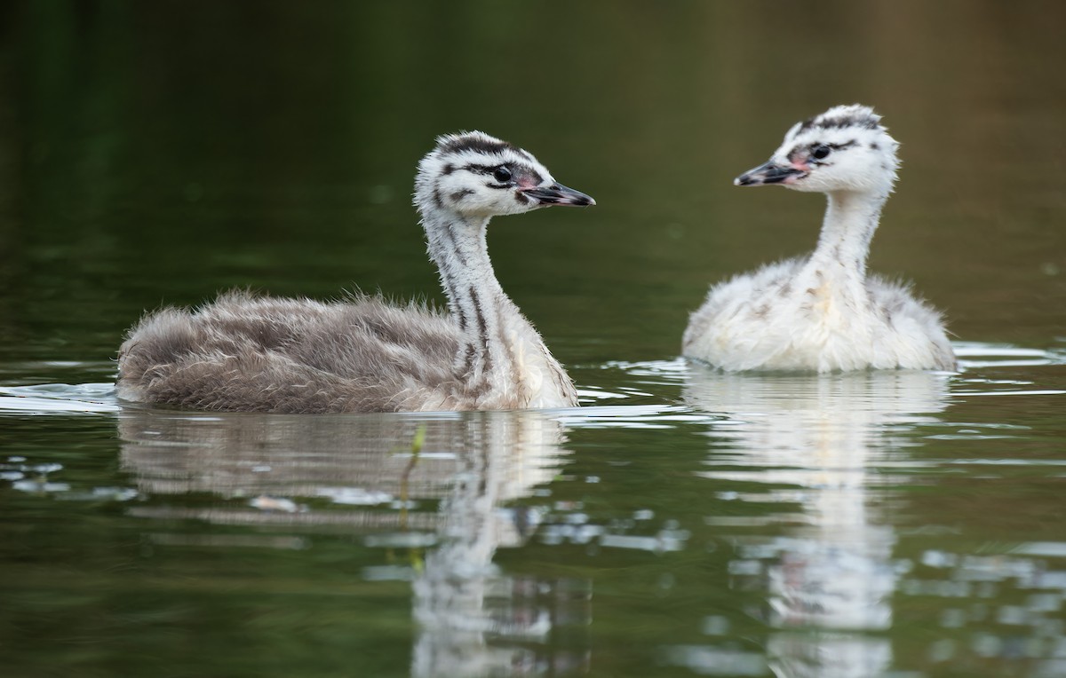 Somormujo Lavanco - ML652128827