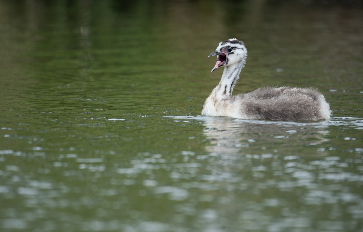 Somormujo Lavanco - ML652128831