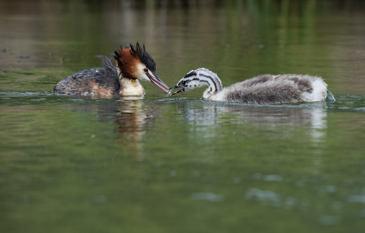 Somormujo Lavanco - ML652128834