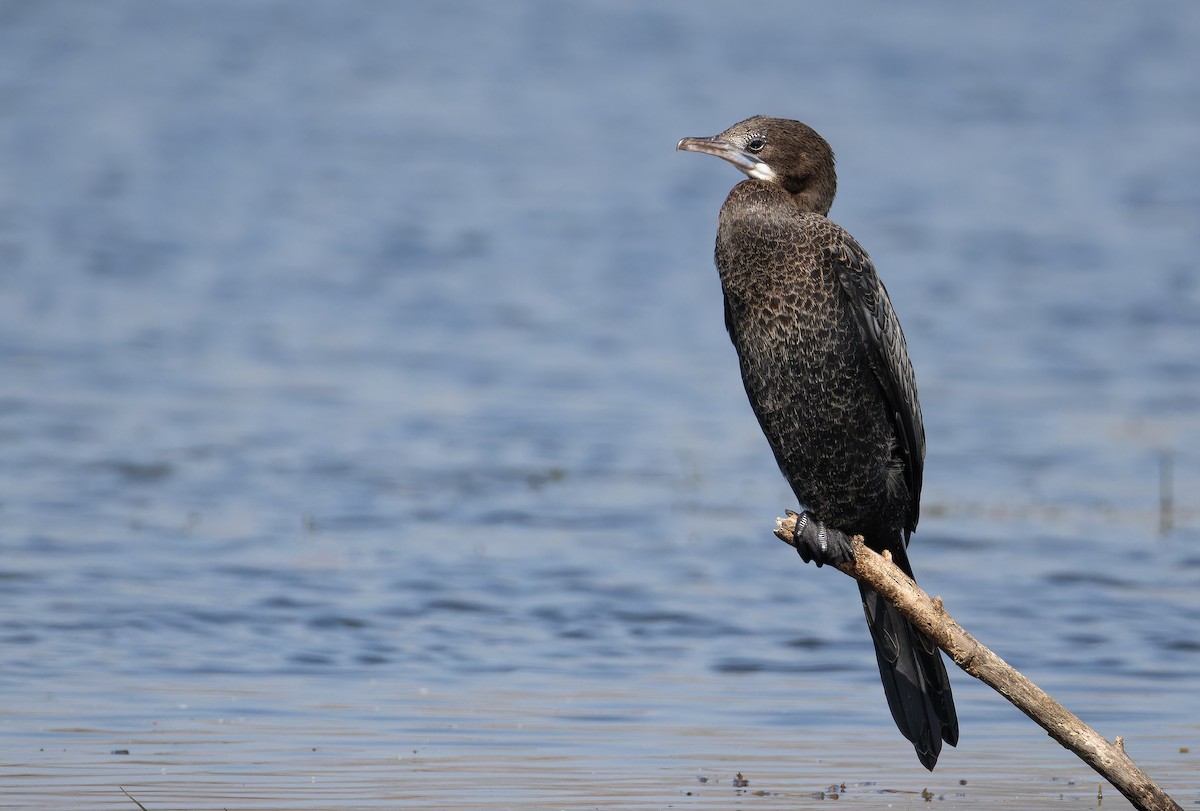 Cormorán de Java - ML652128839