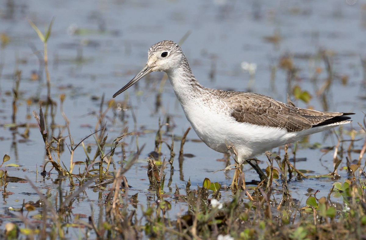 Archibebe Claro - ML652128872