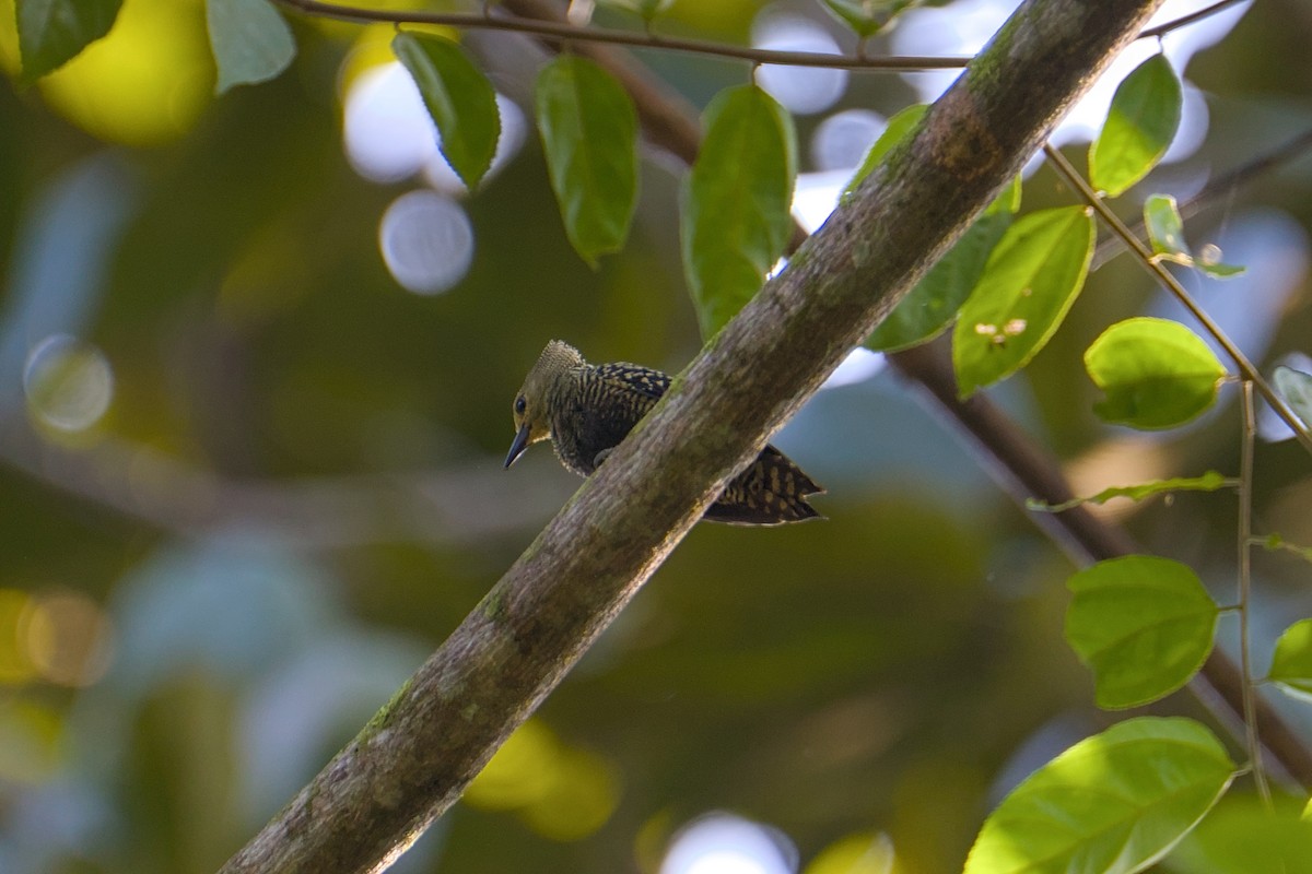 ヒメカレハゲラ - ML652128885