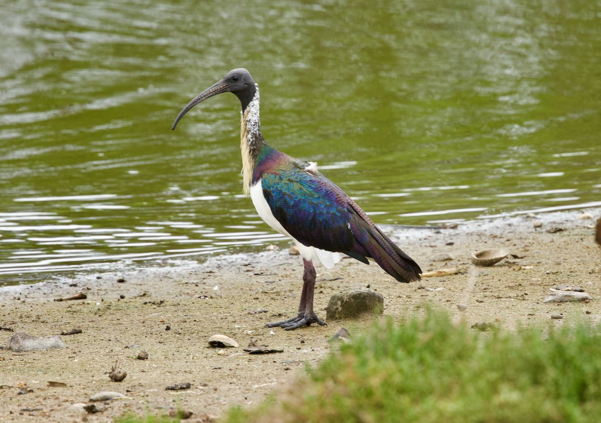 Straw-necked Ibis - ML652129256