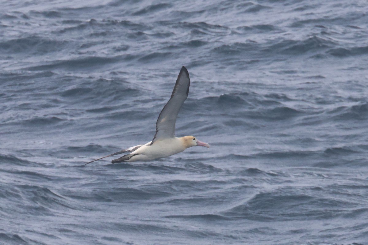 Short-tailed Albatross - ML652129299