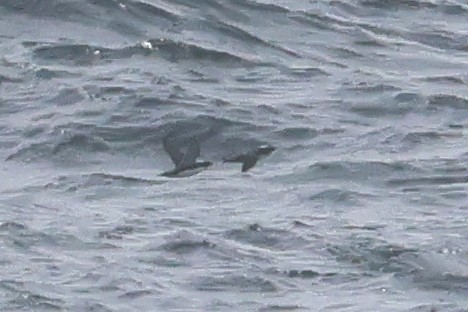 Japanese Murrelet - ML652129336