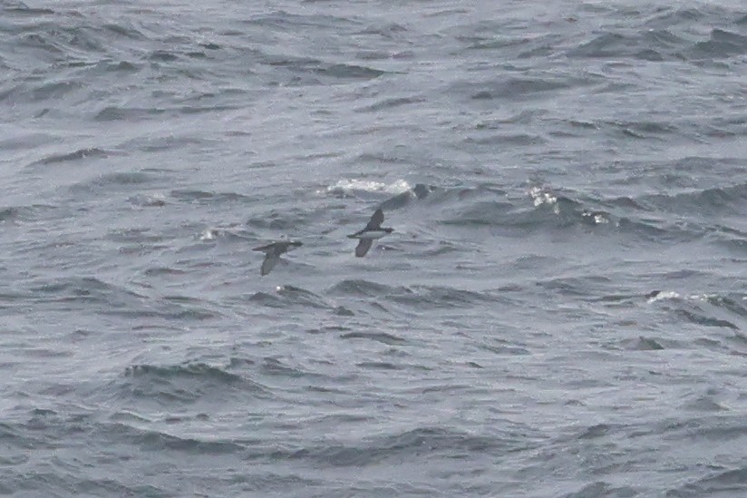 Japanese Murrelet - ML652129337