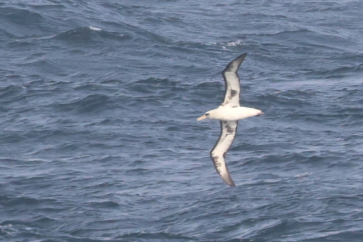 Laysan Albatross - ML652129343