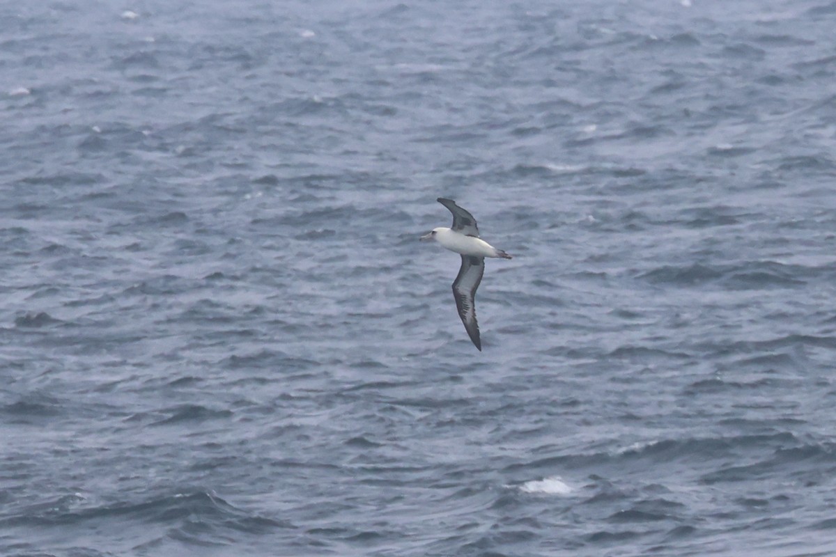 Laysan Albatross - ML652129344