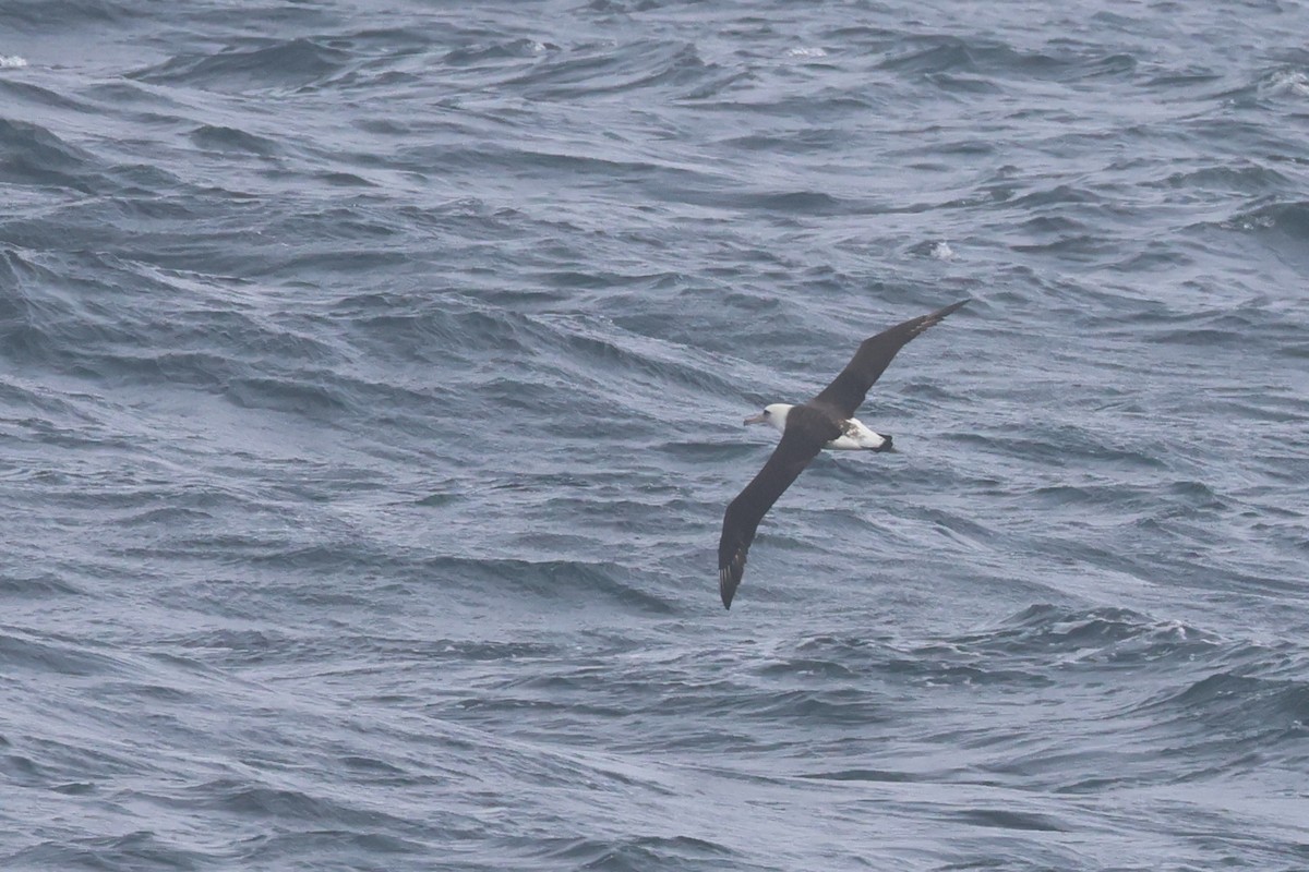 Laysan Albatross - ML652129345
