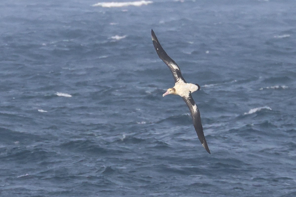 Short-tailed Albatross - ML652129348