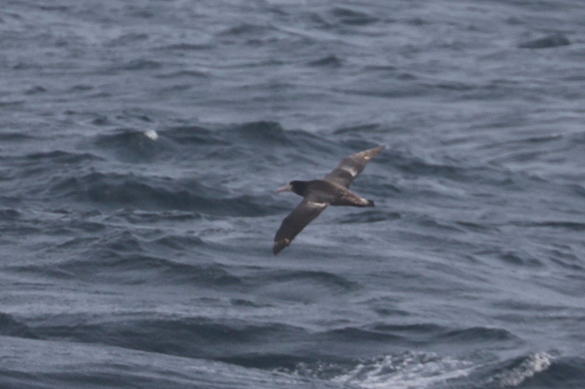 Short-tailed Albatross - ML652129349