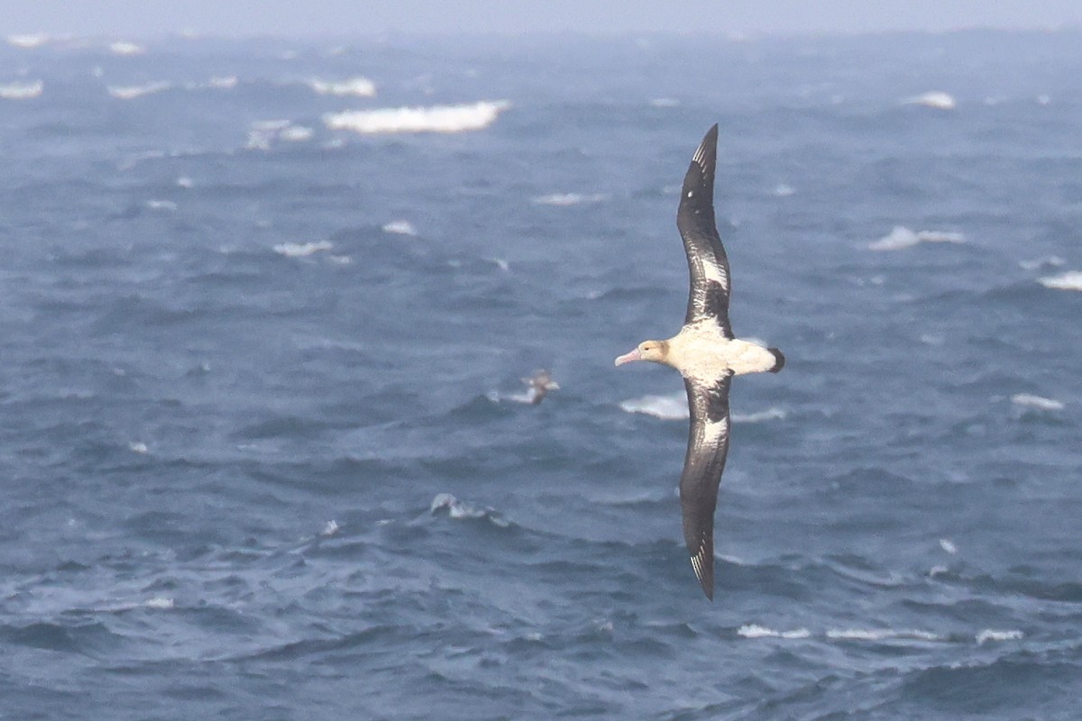 Short-tailed Albatross - ML652129350