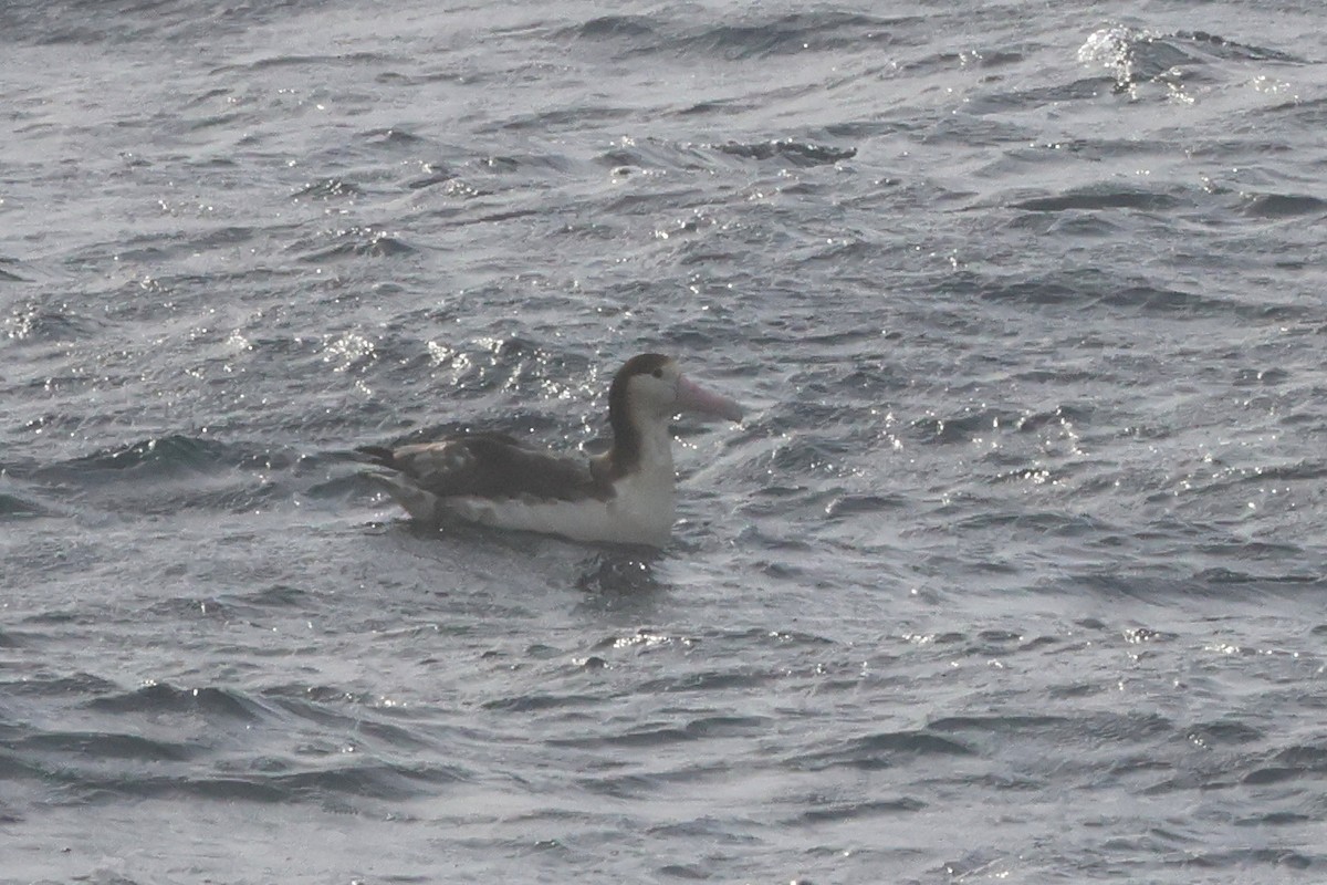 Short-tailed Albatross - ML652129351