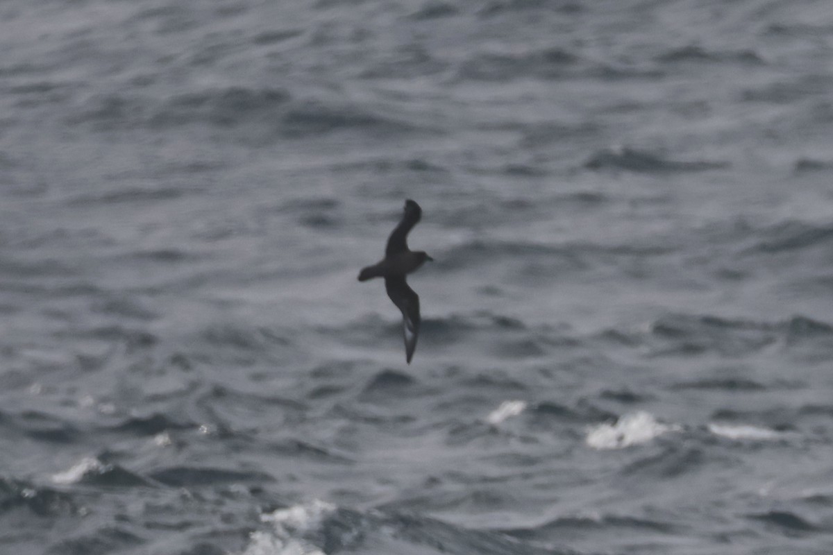 Providence Petrel - ML652129352