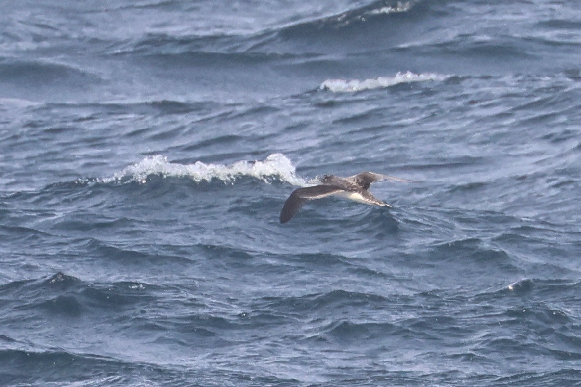 Streaked Shearwater - ML652129357