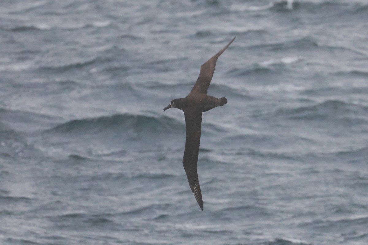 Black-footed Albatross - ML652129377