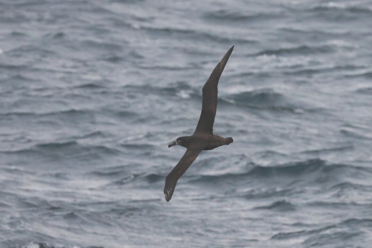 Black-footed Albatross - ML652129378