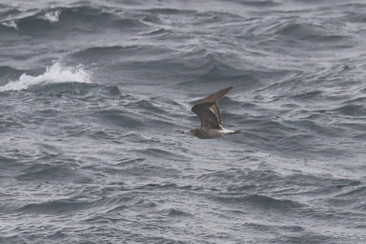Black-tailed Gull - ML652129413