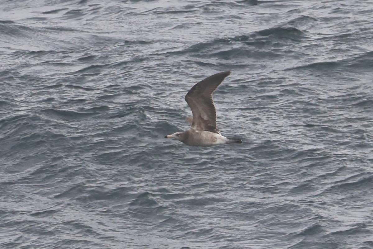 Black-tailed Gull - ML652129414