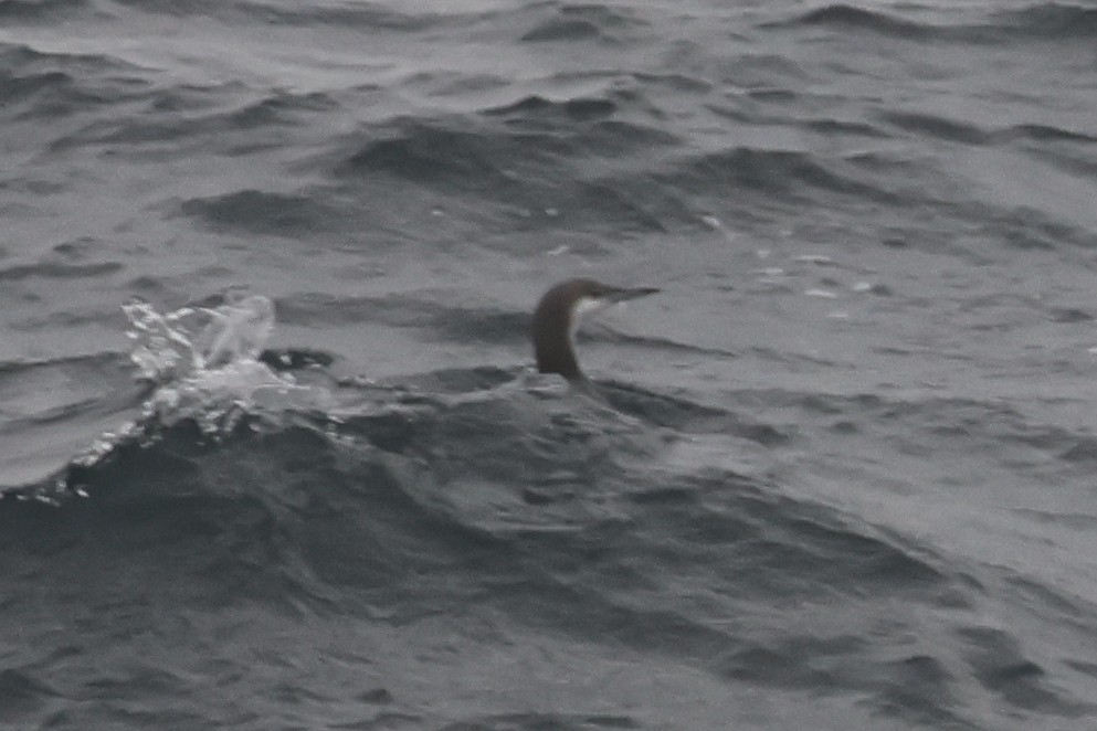 Arctic/Pacific Loon - ML652129417