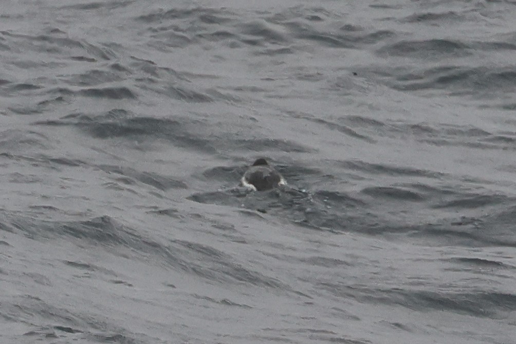 Arctic/Pacific Loon - ML652129418