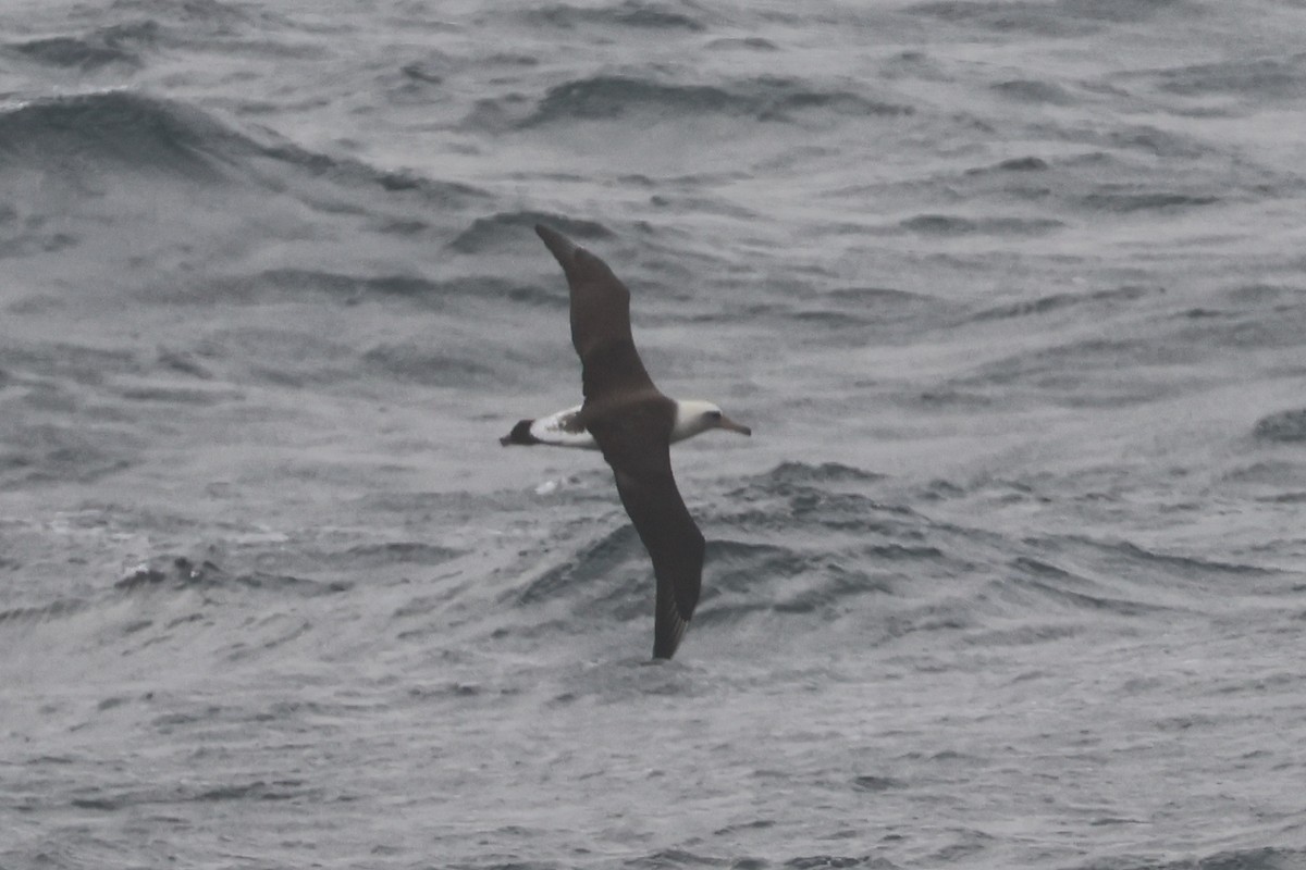 Laysan Albatross - ML652129424