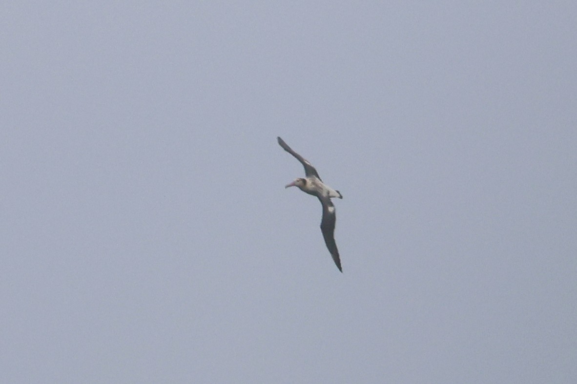 Short-tailed Albatross - ML652129430