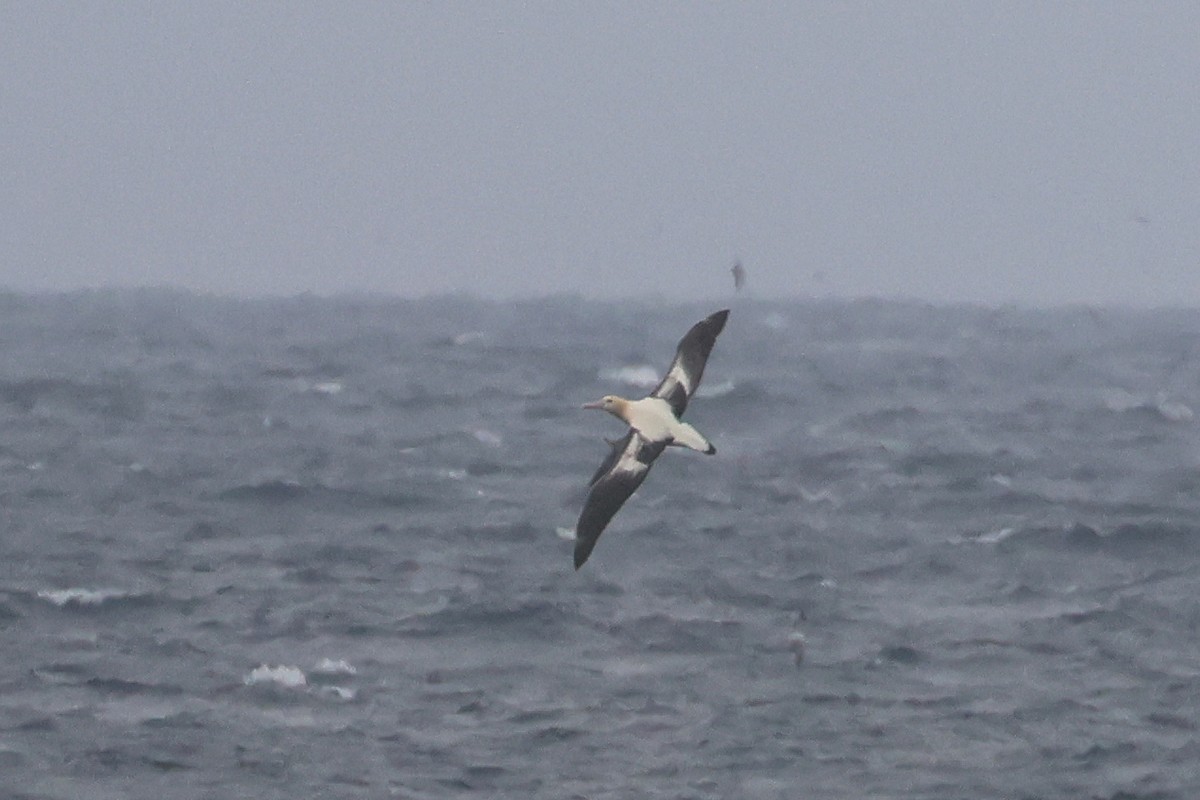 Short-tailed Albatross - ML652129431