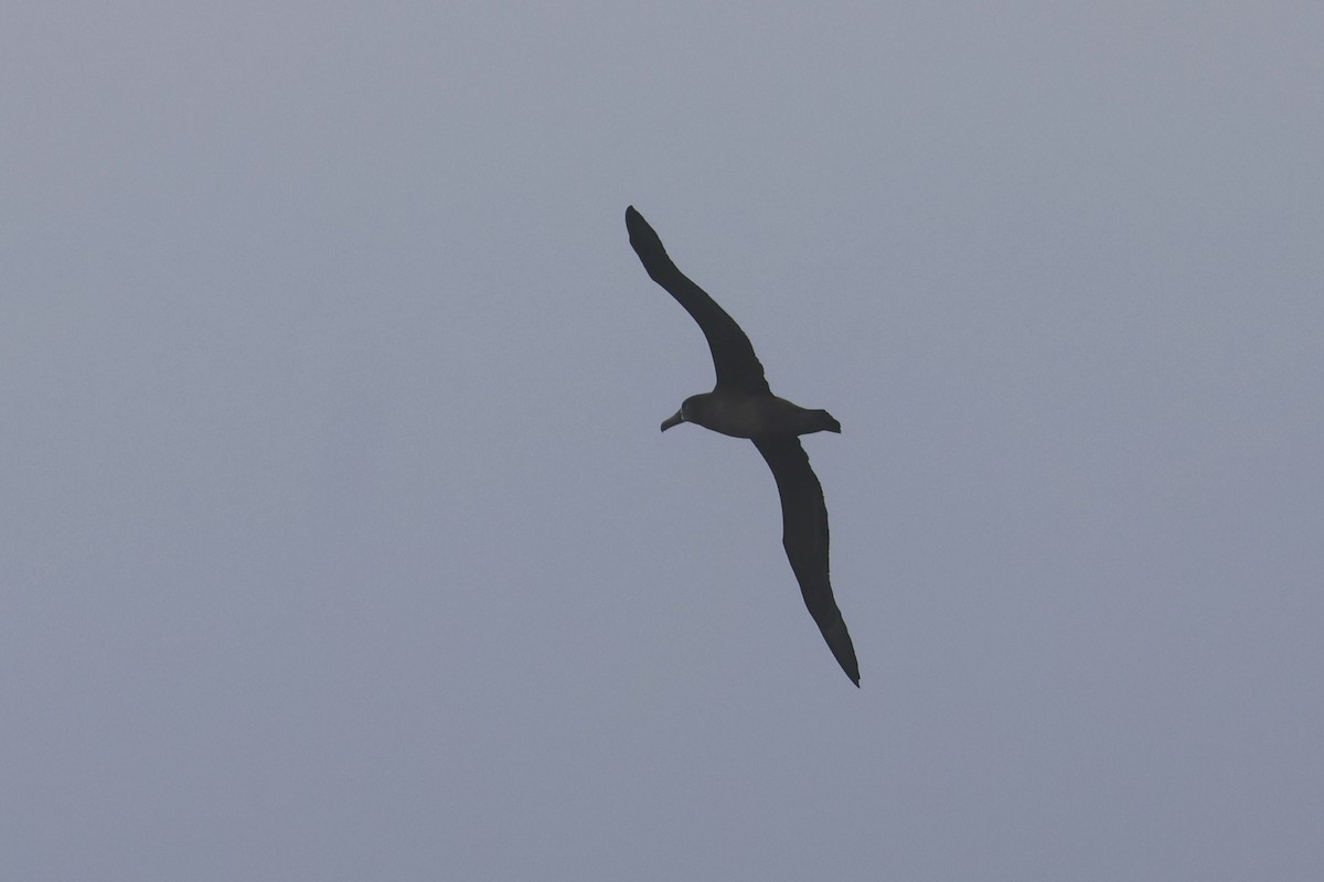 Black-footed Albatross - ML652129435