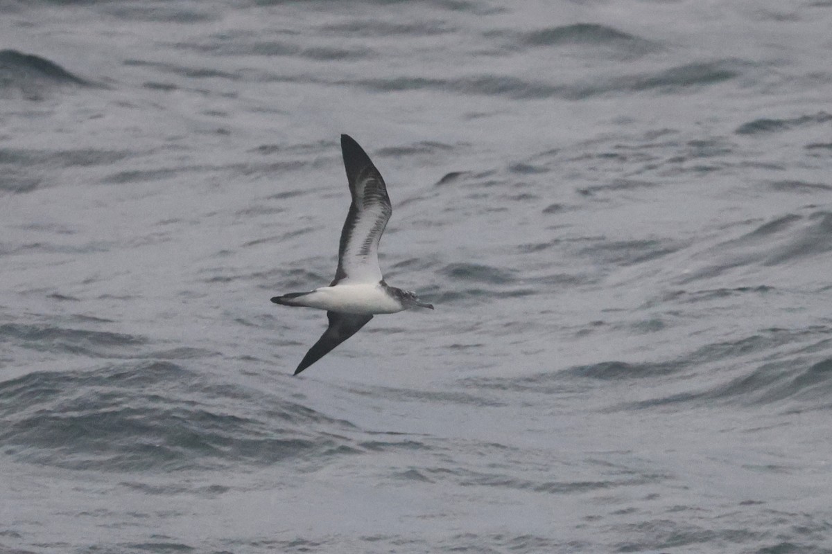 Streaked Shearwater - ML652129439